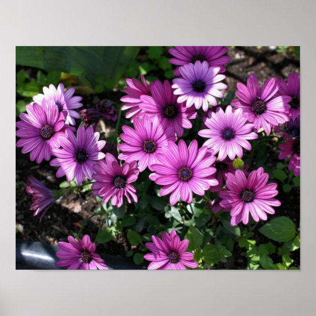 Lila afrikanische Daisy-Blume Poster (Vorne)