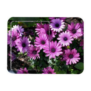 Lila afrikanische Daisy-Blume rahmen Ihr Foto hinz Magnet