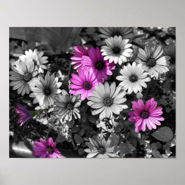 Lila afrikanische Daisy-Blume - teilweise Farbe Poster (Vorne)
