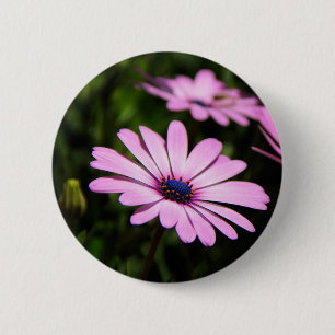 Lila Afrikanische Gänseblümchen-Fotografie Button