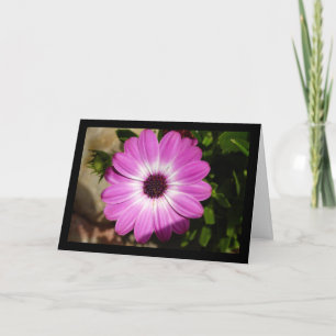 Lila Afrikanische Margeritenblume Karte