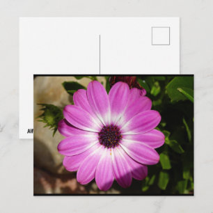 Lila Afrikanische Margeritenblume Postkarte