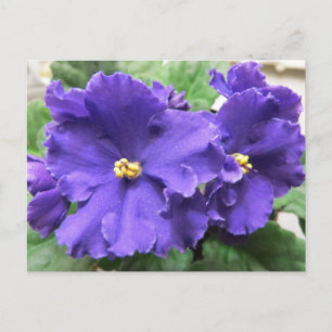 Lila afrikanische Violet-Blume Postkarte