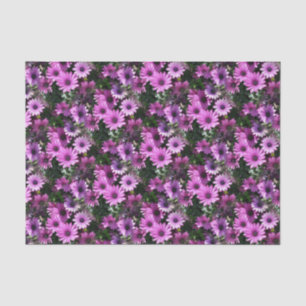 Lila afrikanisches Daisy-Blume Naturmuster Seidenpapier