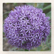 Lila Allium Bloom Floral