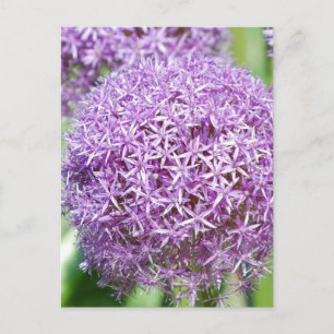Lila Allium Blume Postkarte