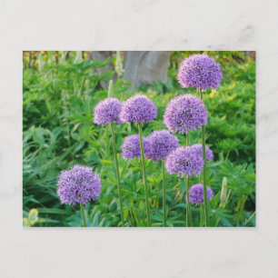 Lila Allium Blume Postkarte
