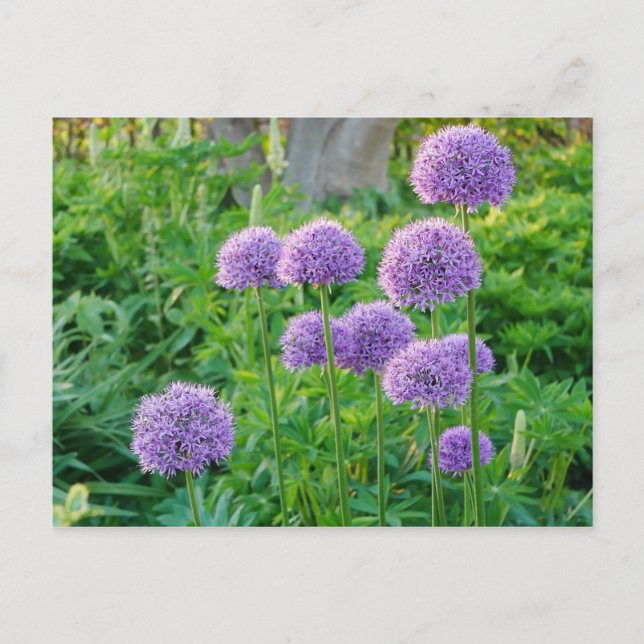 Lila Allium Blume Postkarte (Vorderseite)