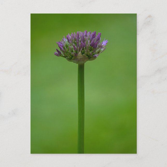 Lila Allium Blume Postkarte (Vorderseite)