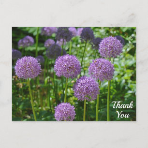 Lila Allium Blume Vielen Dank Postkarte