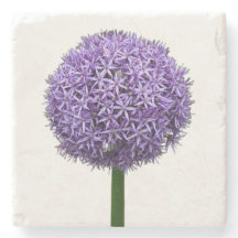 Lila Allium-Blüte auf weißem Hintergrund