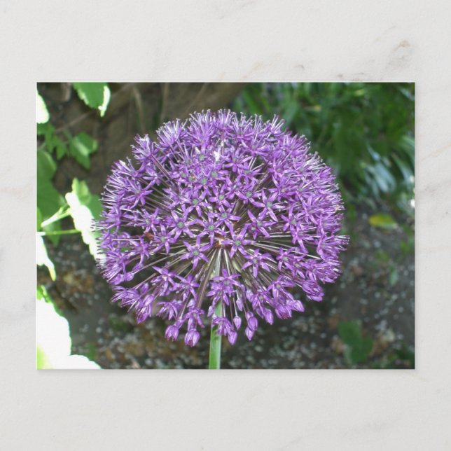 Lila Allium Postkarte (Vorderseite)