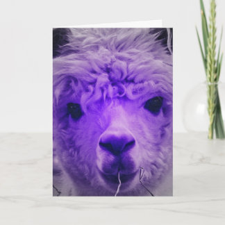 Lila Alpaca, Geburtstag Karte