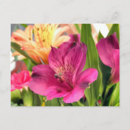 Lila Alstroemeria Blume Lilies Blume Foto Postkarte