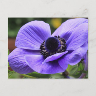 Lila Anemon Postkarte