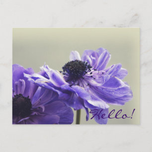 Lila Anemone Foto Postkarte