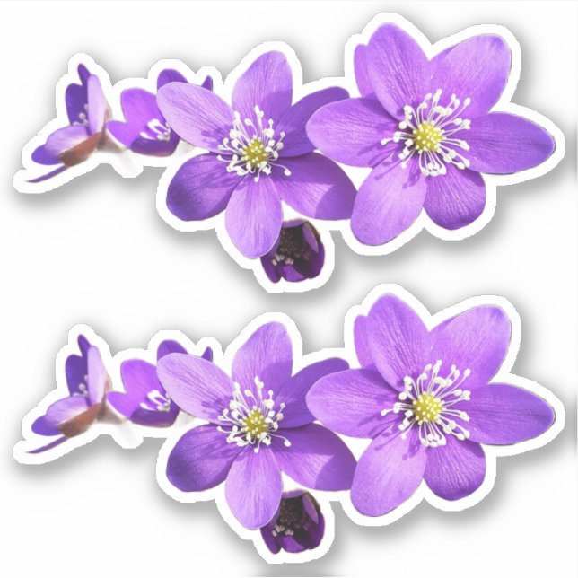 Lila Anemone Hepatica Blumen Vinyl Aufkleber (Vorderseite)
