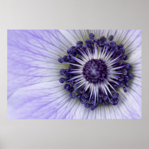 Lila Anemone Makro-Blumenfotografie Poster