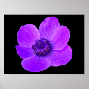 Lila Anemone Postyer Poster