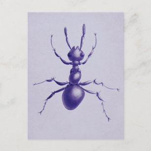 Lila Ant Bug Insect Digitale Kunst Postkarte