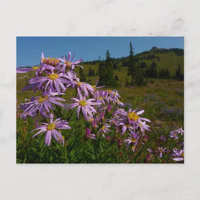 Lila Aster-Blume auf dem Rainier Postkarte (Vorderseite)
