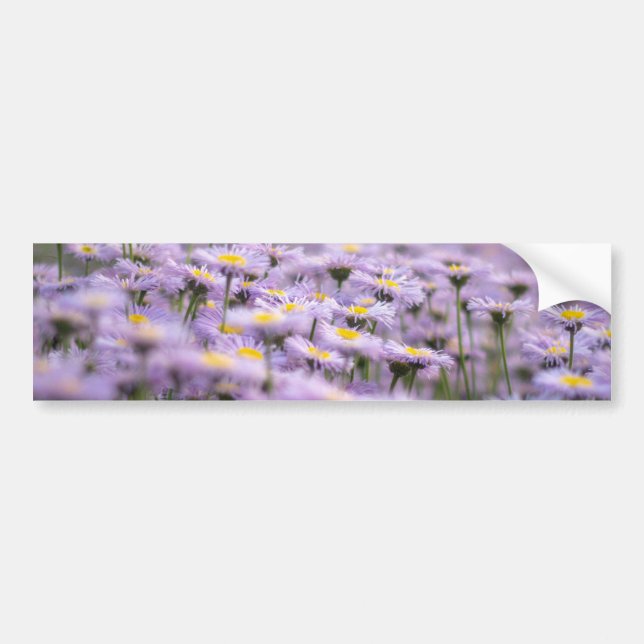 Lila Aster-Blume Autoaufkleber (Vorne)