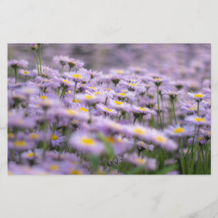 Lila Aster-Blume Briefpapier