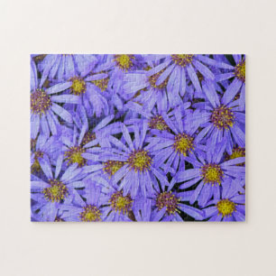 Lila Aster-Blume im RHS Garden Wisley Puzzle