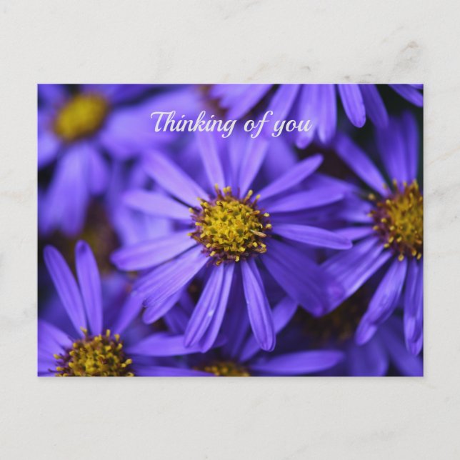 Lila Aster-Blume im RHS Garden Wisley Thinking Postkarte (Vorderseite)