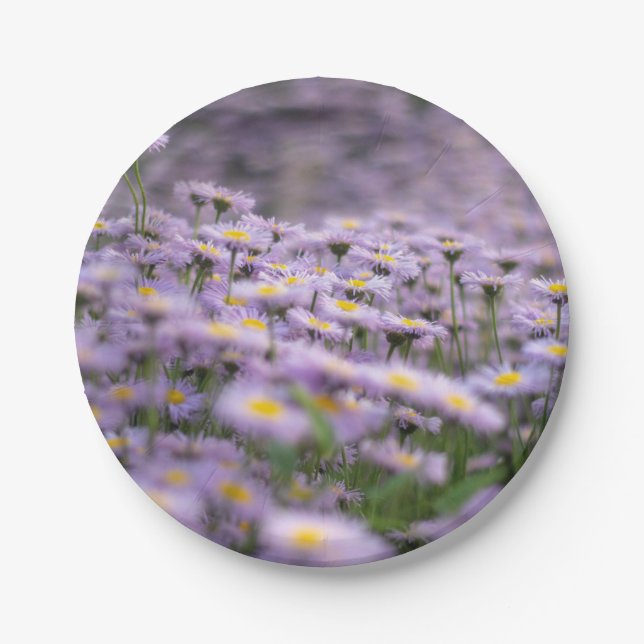 Lila Aster-Blume Pappteller (Vorderseite)