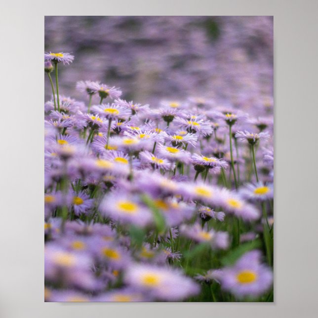 Lila Aster-Blume Poster (Vorne)