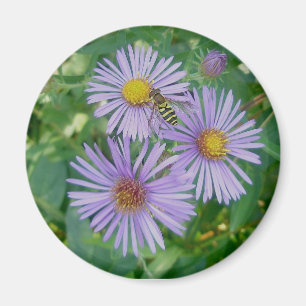 Lila Aster mit Bienenfliegenmagnet Magnet