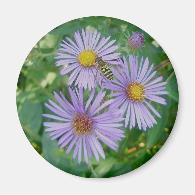 Lila Aster mit Bienenfliegenmagnet Magnet (Vorne)