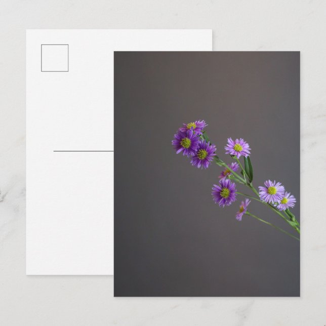 Lila Aster Postkarte (Vorne/Hinten)