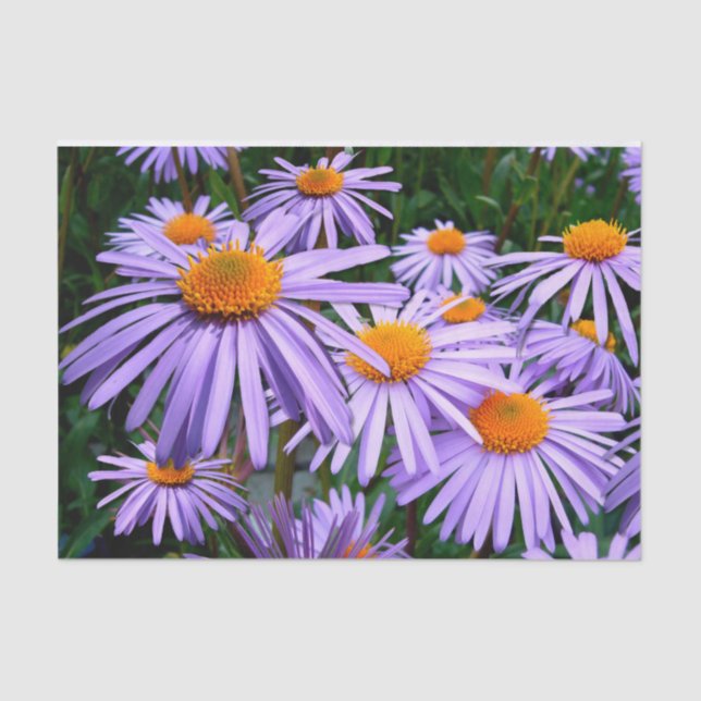 Lila Aster Seidenpapier (Vorderseite)