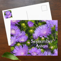 Lila Aster-Wildblumen Fotografie