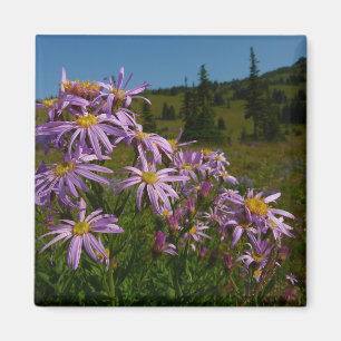 Lila Asterblüten am Mount Rainier Magnet