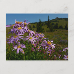 Lila Asterblüten am Mount Rainier Postkarte