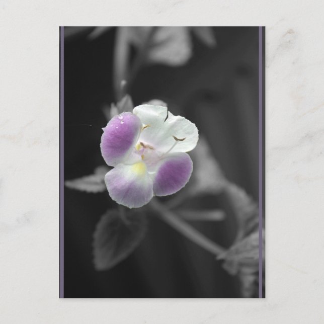 Lila auf Schwarz Postkarte (Vorderseite)