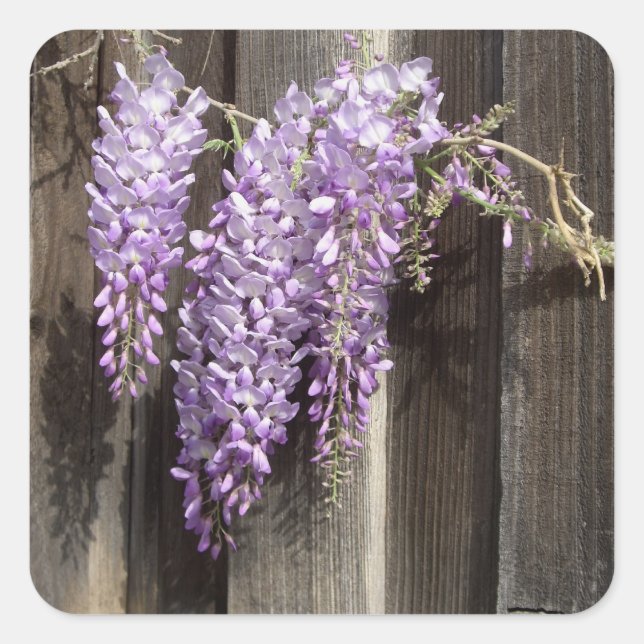 Lila Aufkleber der Blume Wisteria (Vorderseite)