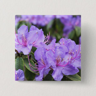 lila Azaleenblüten, 杜鹃花 Button