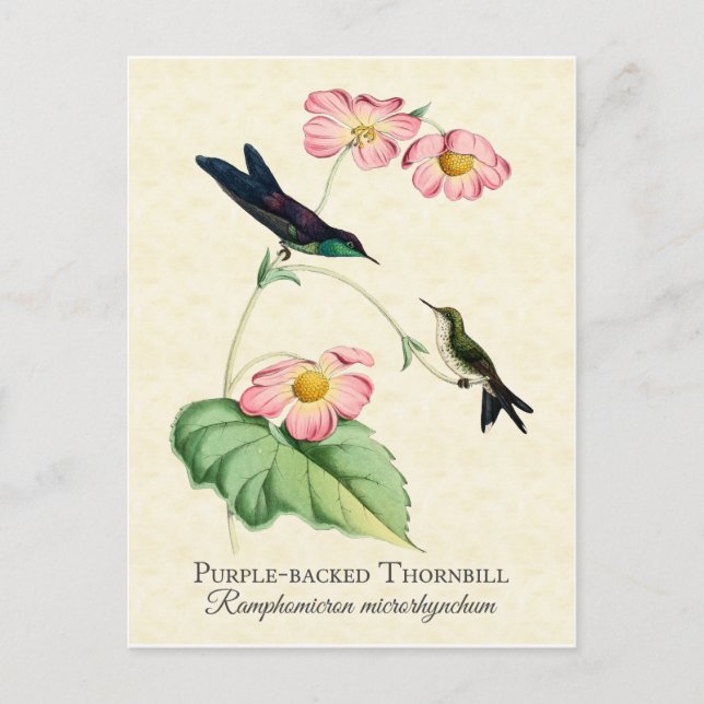 Lila Backed Thornbill Hummingbird Art Postkarte (Vorderseite)