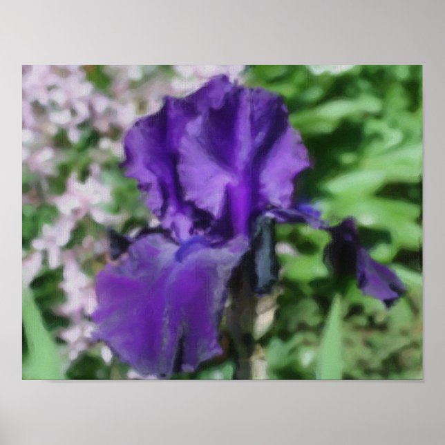 Lila Bartete Iris Blume Art Foto Malerei Poster (Vorne)