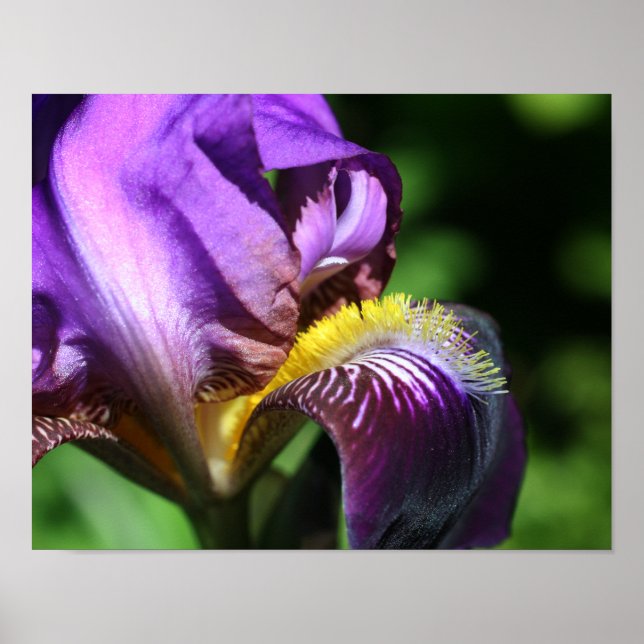 Lila Bartete Iris Blume Petal Poster (Vorne)