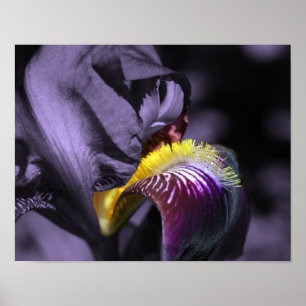Lila Bartete Iris Blume Petal Poster