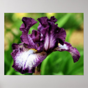 Lila Bartete Iris Nah Up Blume Orton Art Poster