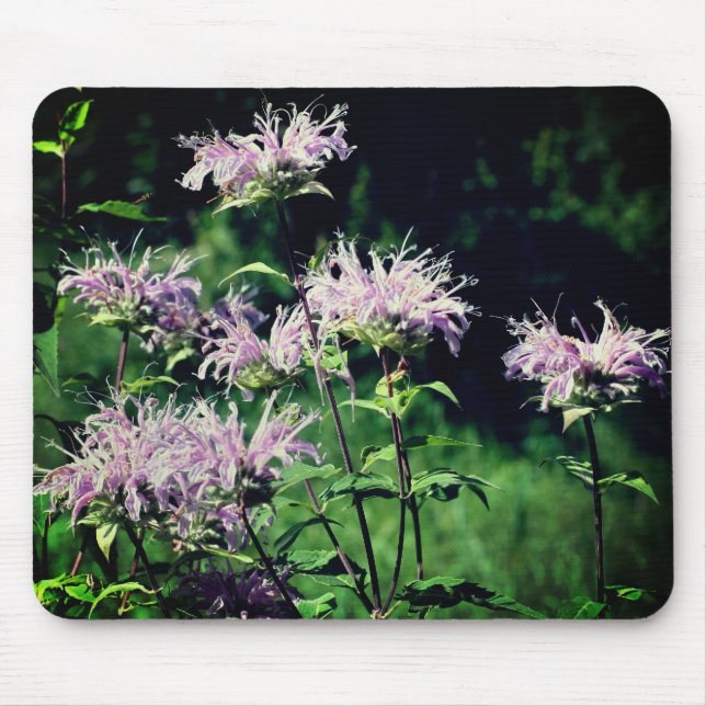 Lila Bee Balm-Blume Mousepad (Vorne)