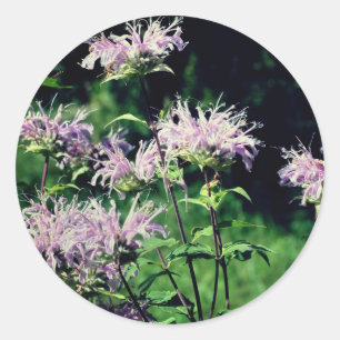 Lila Bee Balm-Blume Runder Aufkleber