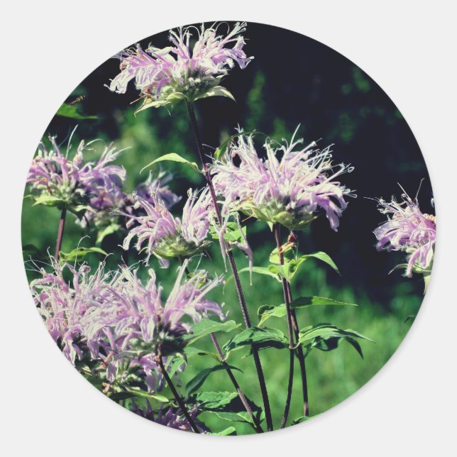 Lila Bee Balm-Blume Runder Aufkleber (Vorderseite)