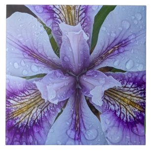 Lila Beunabhängig Iris Floral Fliese